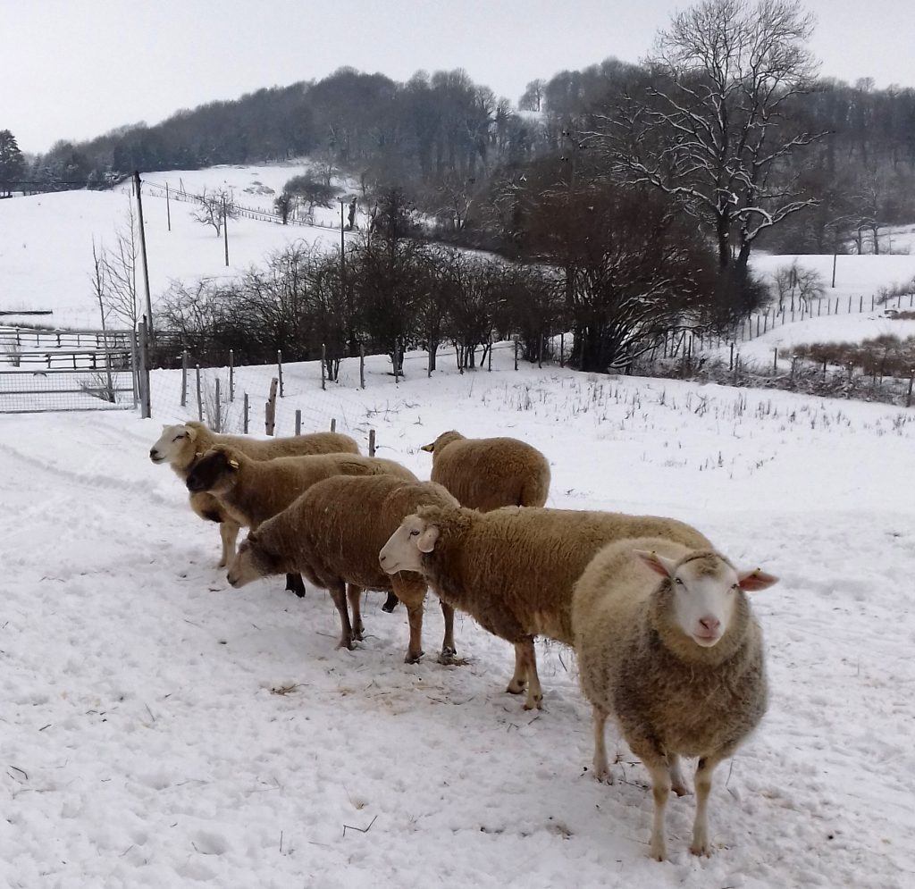 Les moutons sous la neige à La Hardonnerie