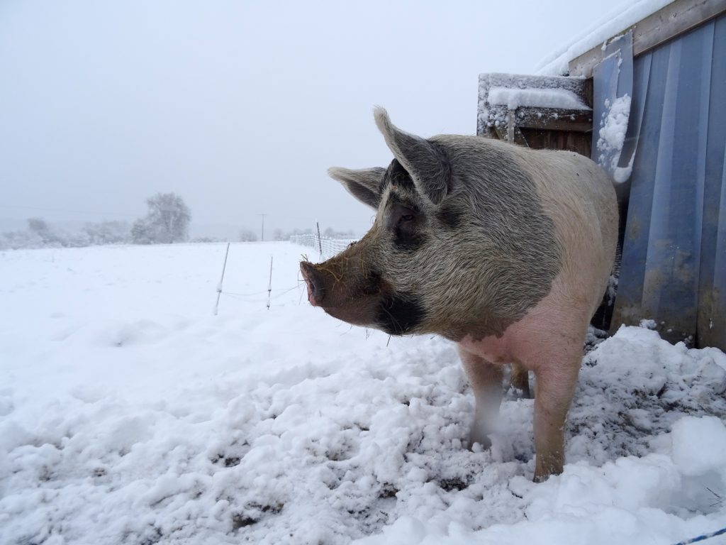 Un cochon sous la neige à La Hardonnerie