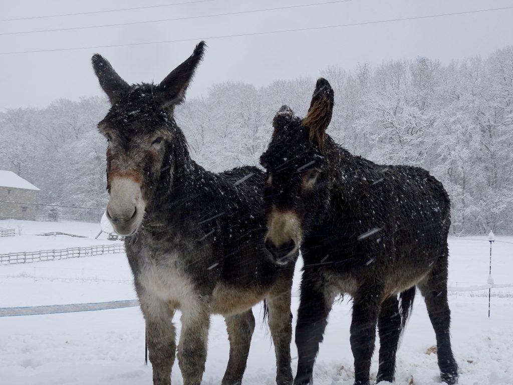 Les ânes sous la neige à La Hardonnerie
