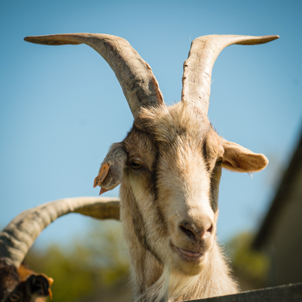 La Glu, un bouc très attachant