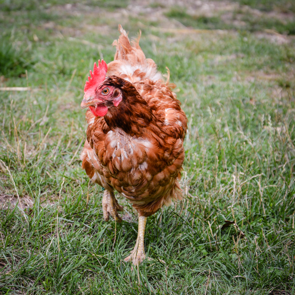 Maryse, petite poule, grande exploratrice