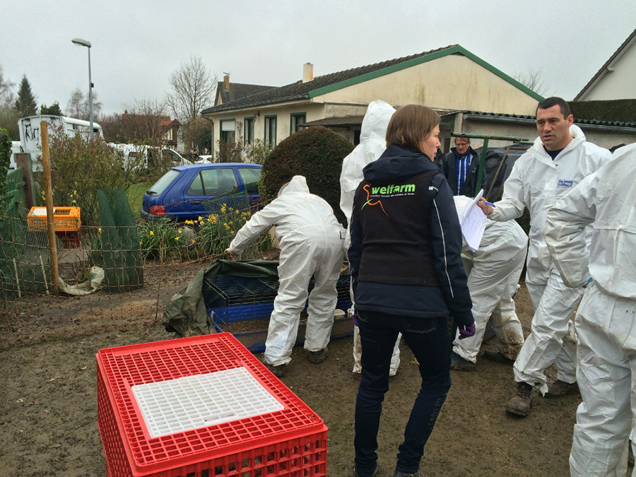 Sauvetage de gallinacés en Seine-Maritime
