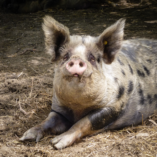 Rosette, mon copain de cochon