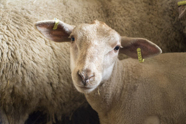 Six moutons réchappés de l’Aïd s’installent à La Hardonnerie