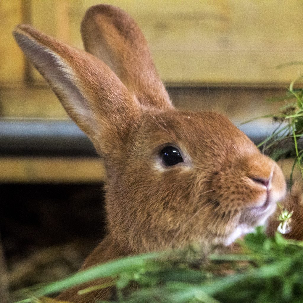 Athos, une petite boule de poils toute rousse