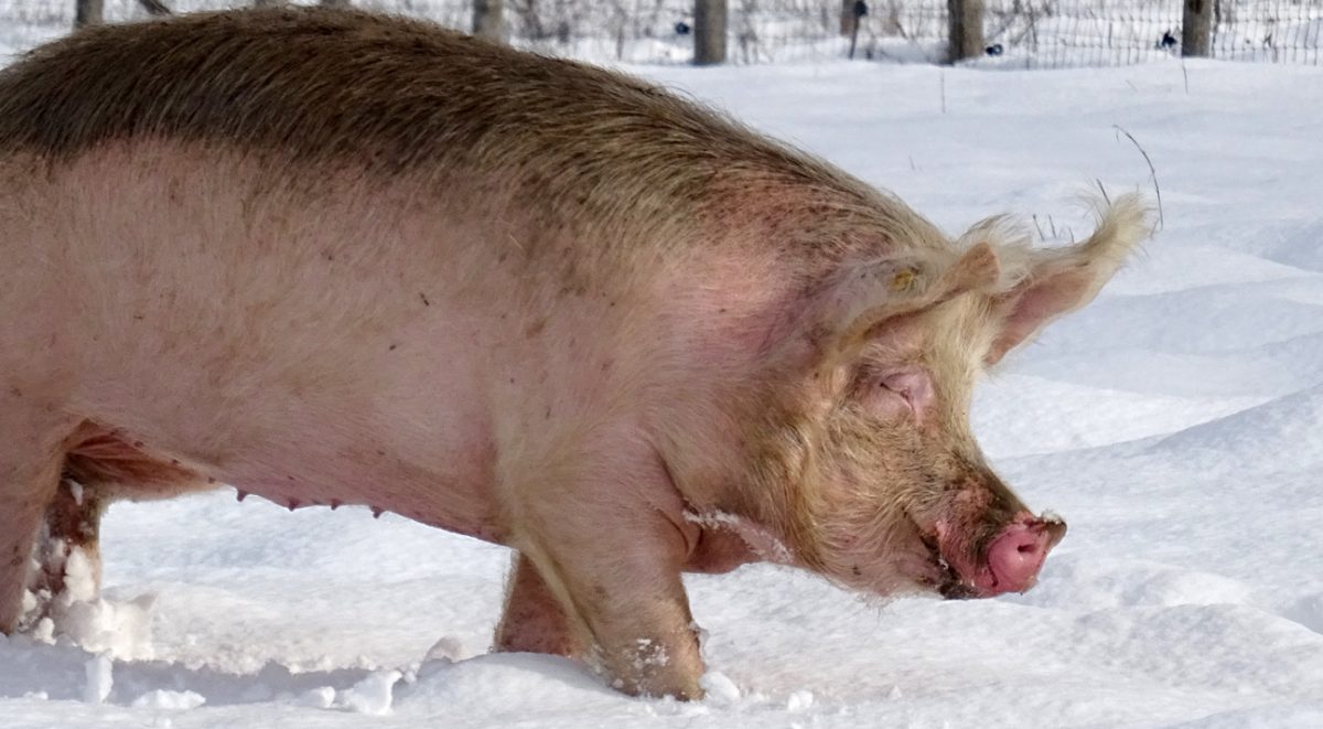 15 cm de neige à La Hardonnerie ferme refuge et éducative de Welfarm