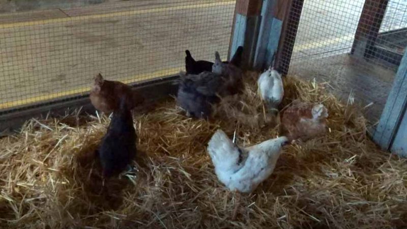 Huit nouvelles poules rejoignent le poulailler