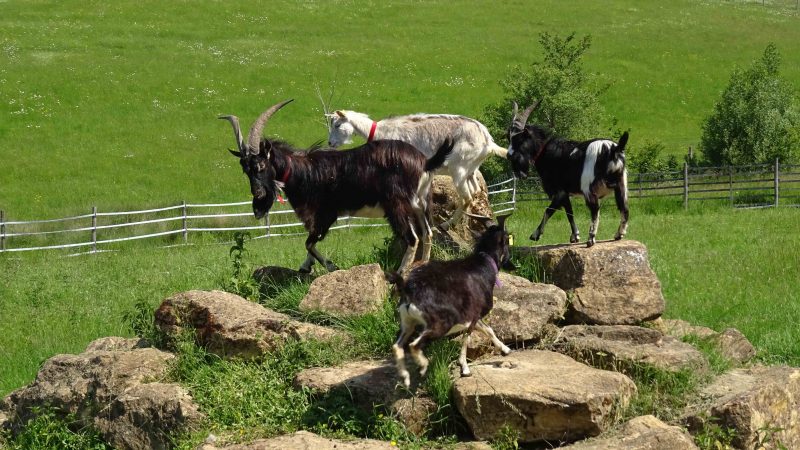 Nos nouvelles chèvres ont rejoint leurs congénères dans les pâturages
