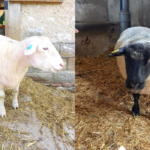 A gauche, un mouton à tête blanche et à droite un mouton à tête noire, les deux fraîchement tondus.