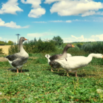 Deux oies grises et une blanche marchent dans de l'herbe le bec pointé vers la droite.