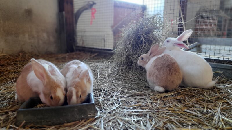 La Hardonnerie accueille de nouveaux lapins