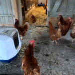 sauvetage de poules en Lorraine Meuse refuge