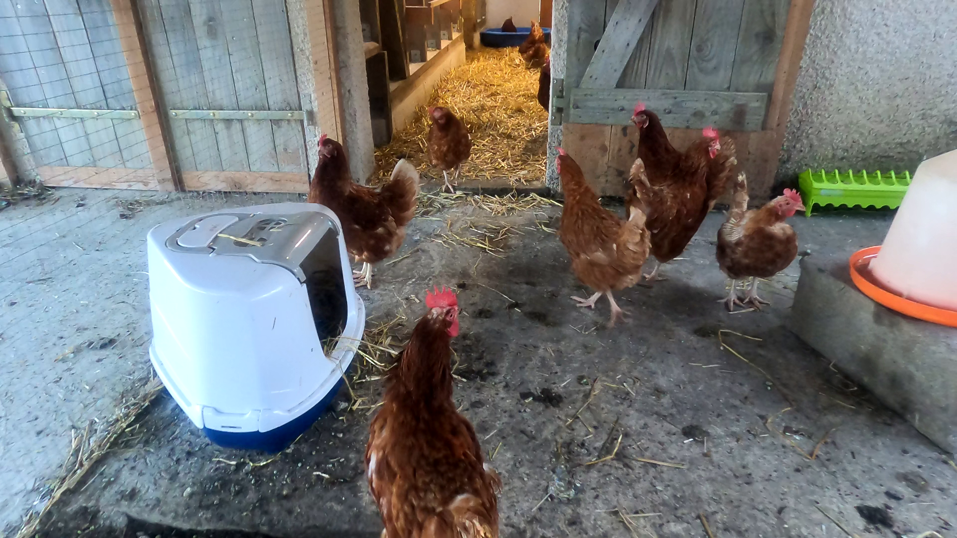 Sauvetage : de nouvelles poules sont arrivées à la ferme !