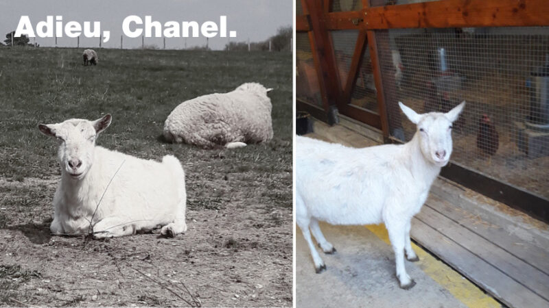 La chèvre Chanel nous a quittés
