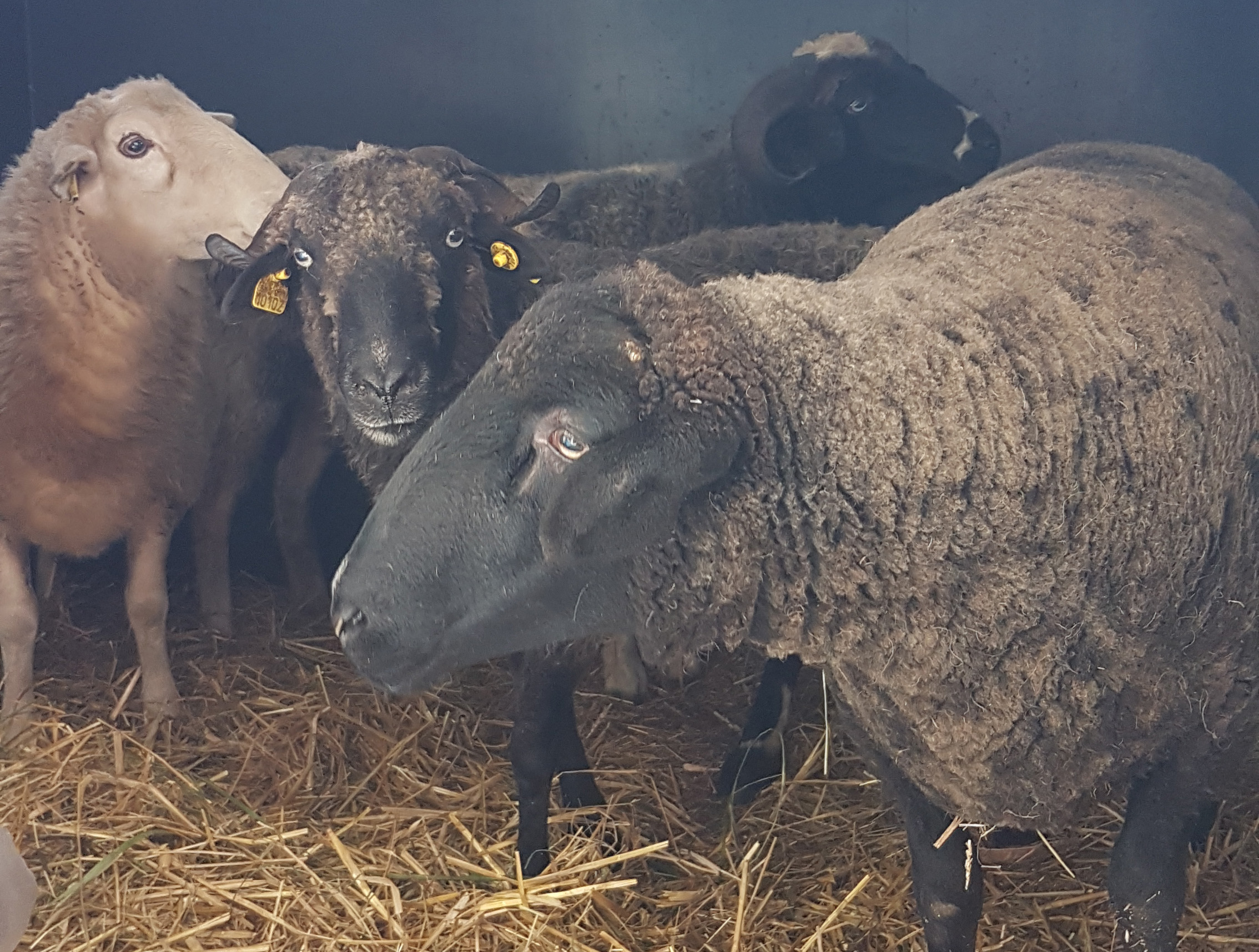 4 nouveaux moutons sont arrivés à La Hardonnerie !