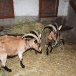 Deux chèvres sont arrivées à La Hardonnerie