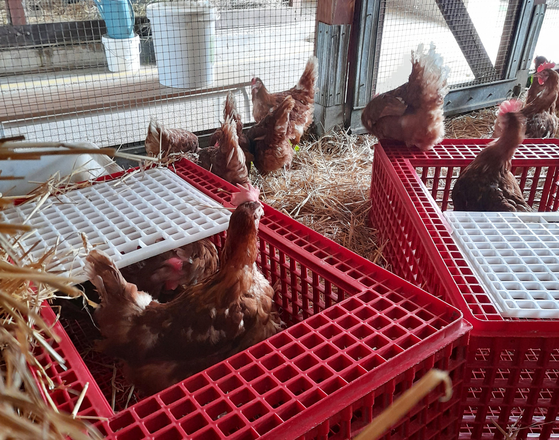 30 poules sont arrivées à La Hardonnerie