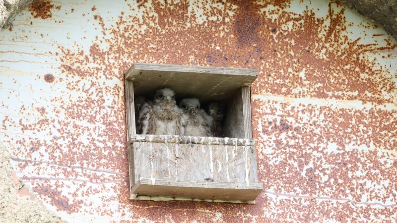 Faune sauvage : naissance de faucons crécerelles à La Hardonnerie !