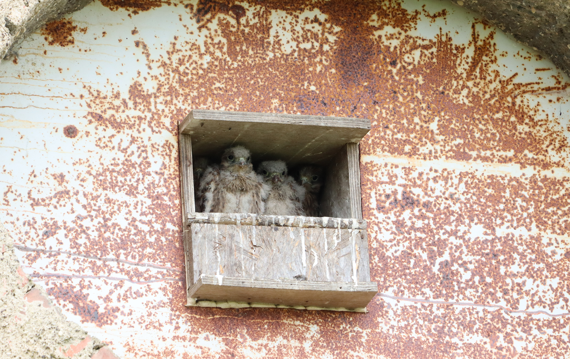 Faune sauvage : naissance de faucons crécerelles à La Hardonnerie !