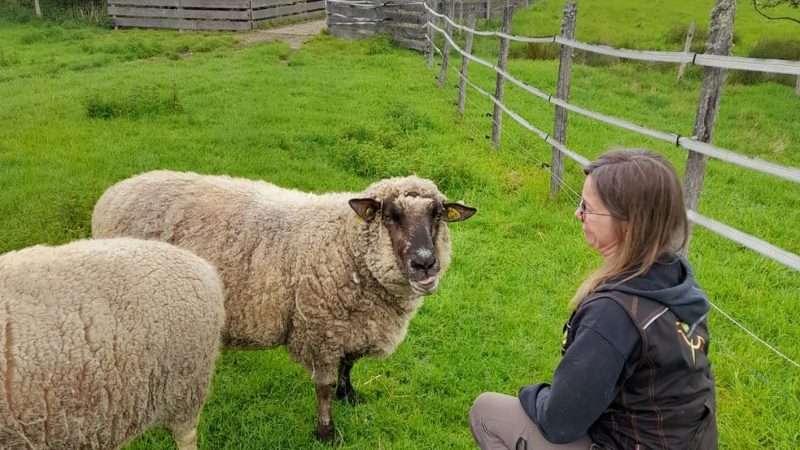 Maladie : la fièvre catarrhale ovine n’a pas épargné La Hardonnerie