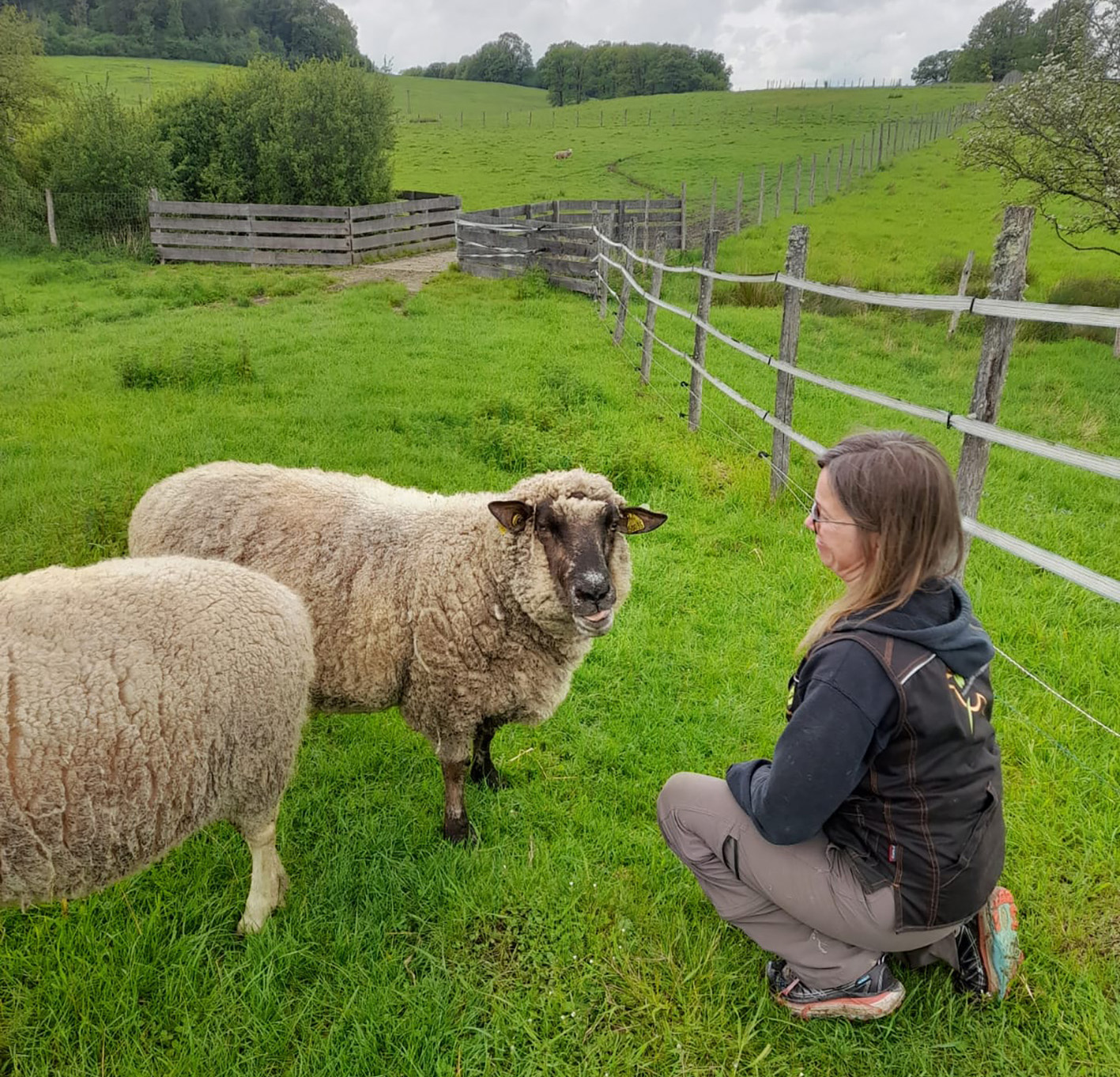 Maladie : la fièvre catarrhale ovine n’a pas épargné La Hardonnerie