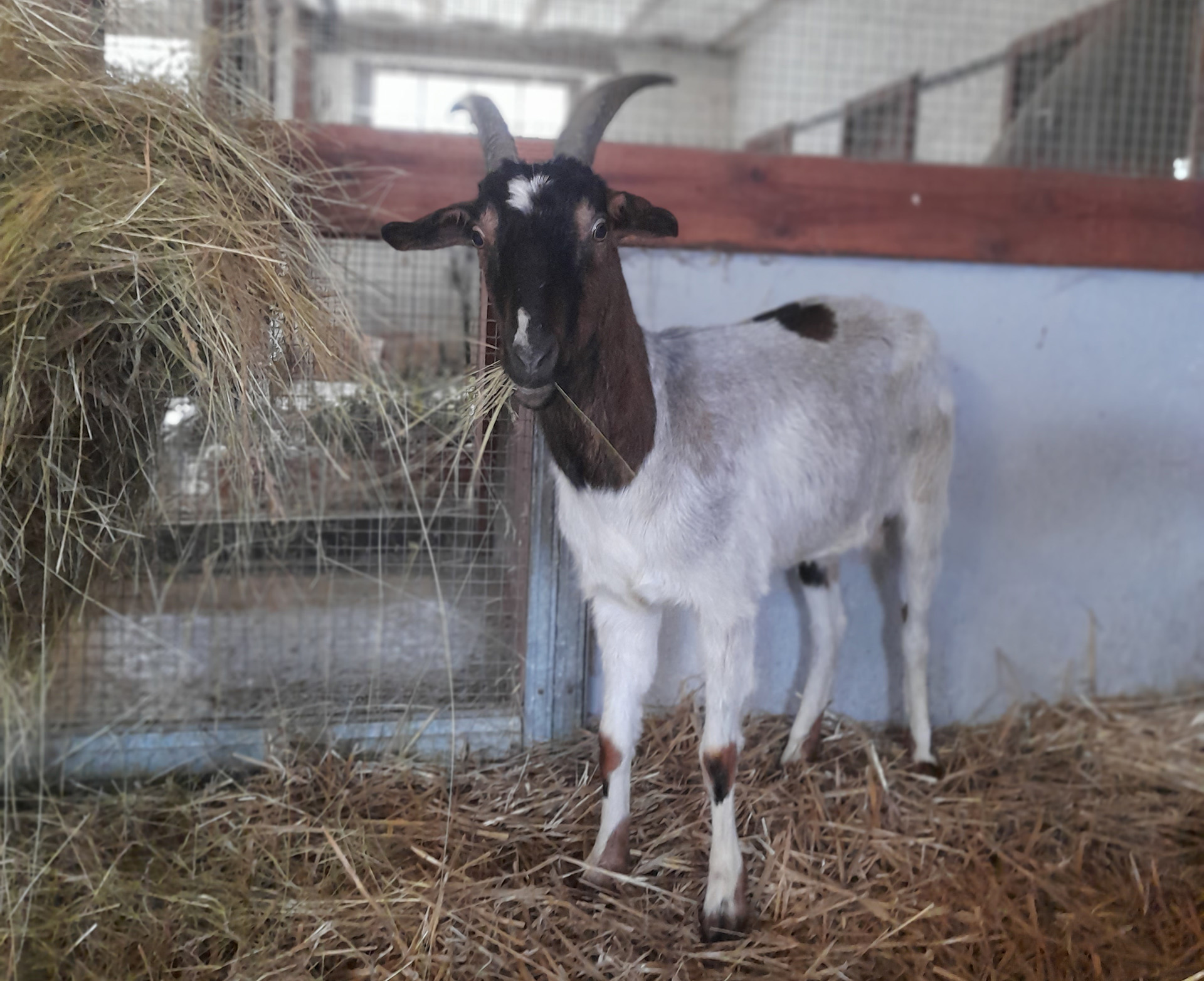 Bobette a rejoint la chèvrerie de La Hardonnerie