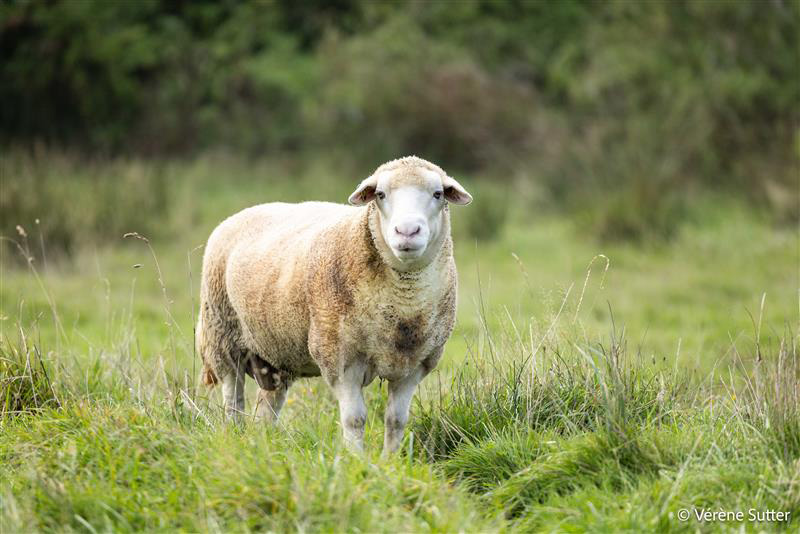 Parrains, marraines, donateurs… Rendez-vous le 12 avril 2025 à La Hardonnerie !