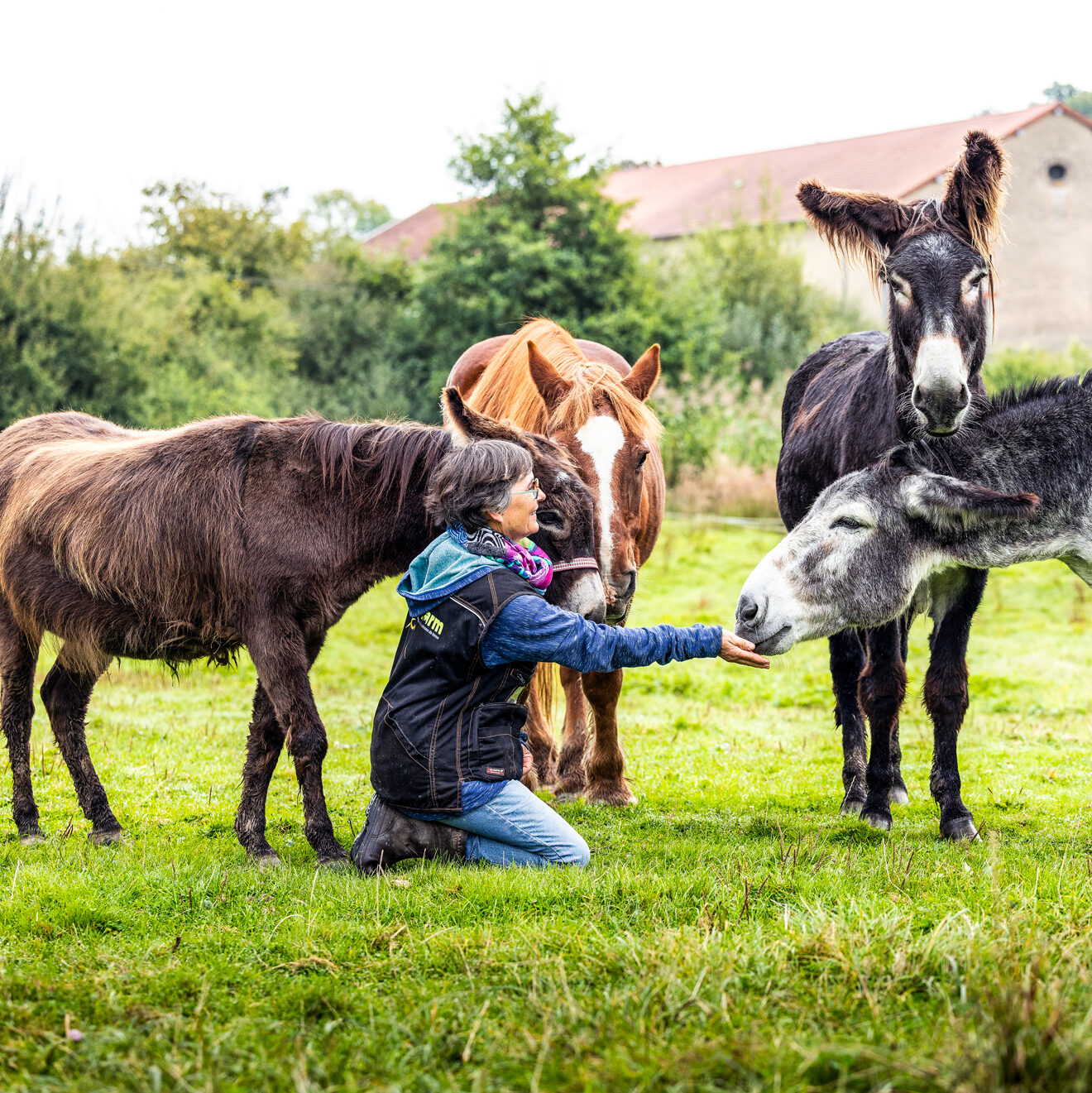 ânes et chevaux dans une pâture de la Hardonnerie avec une soigneuse de Welfarm