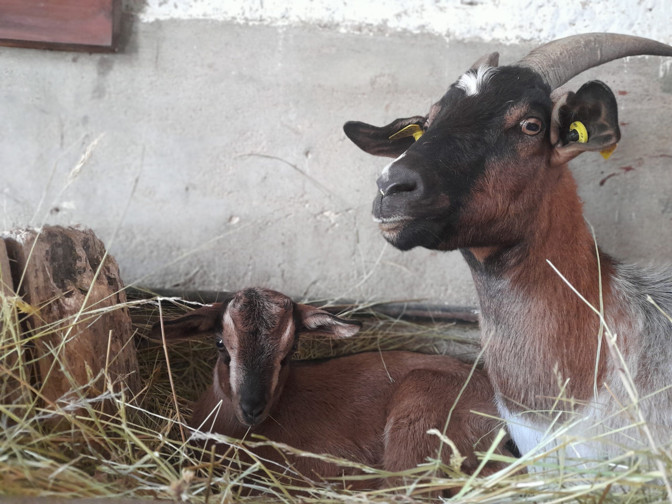 naissance d'un chevreau à La Hardonnerie