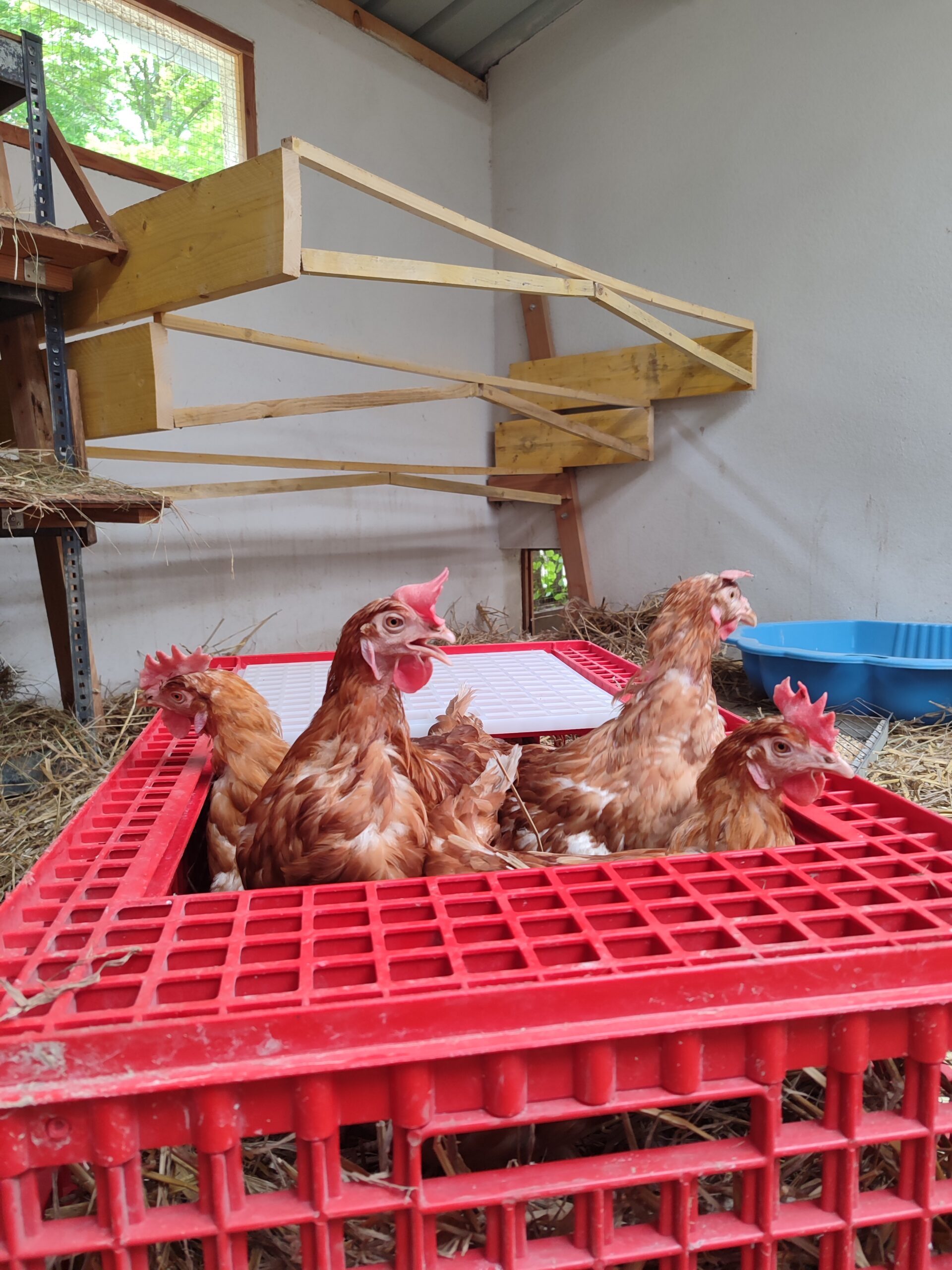 Sauvetage de poules réformées