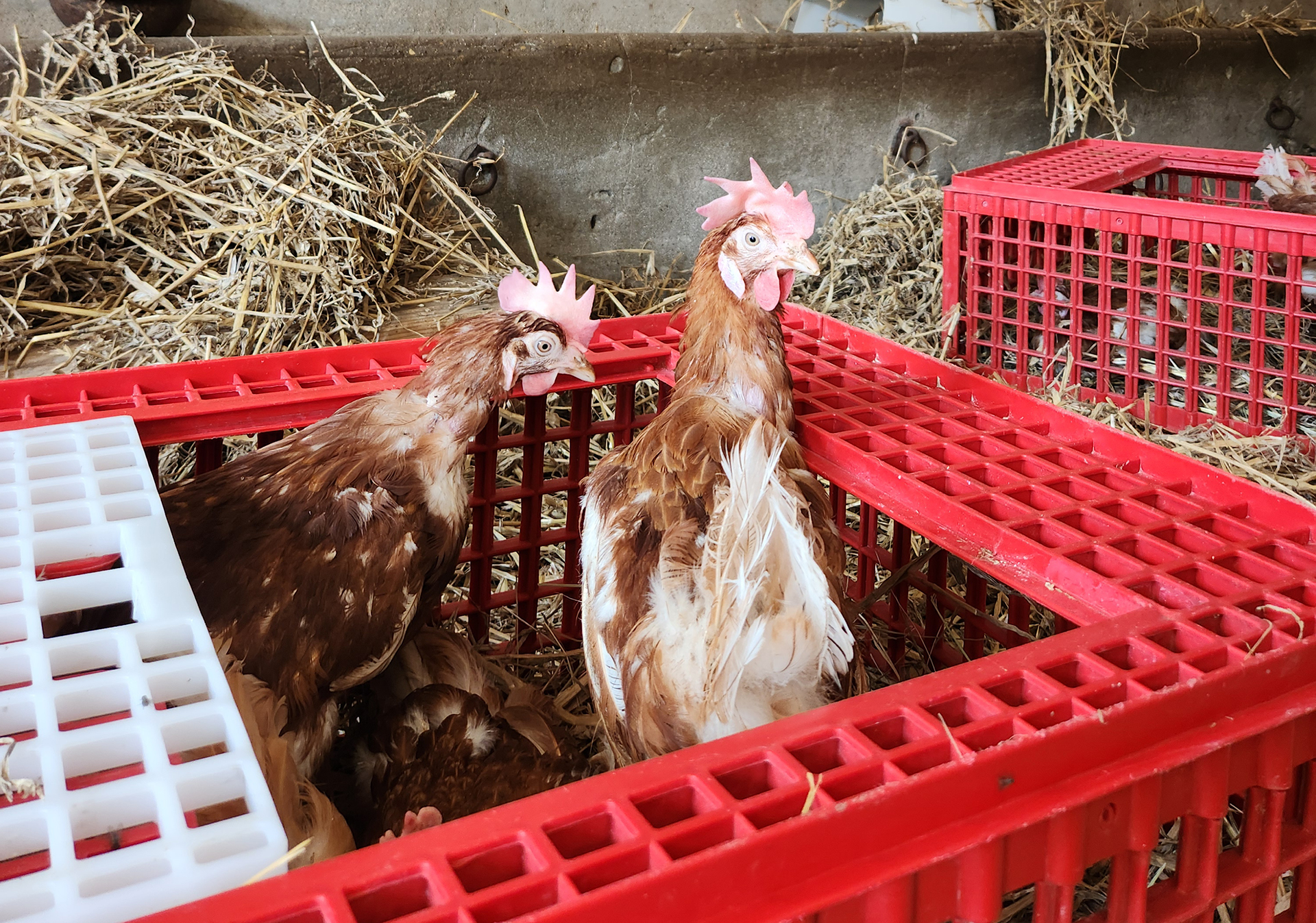Sauvetage poules