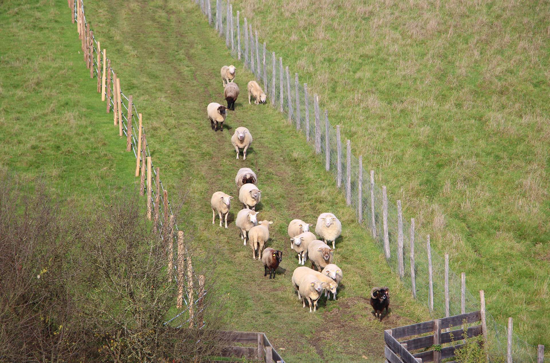 Moutons dans pâture