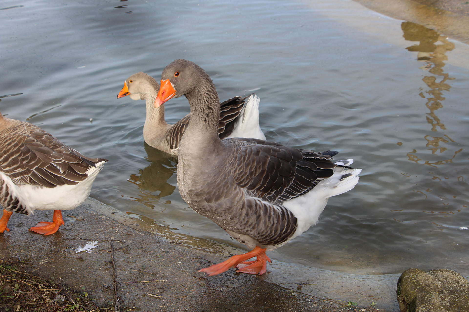 Oie domestique au bord d'une mare
