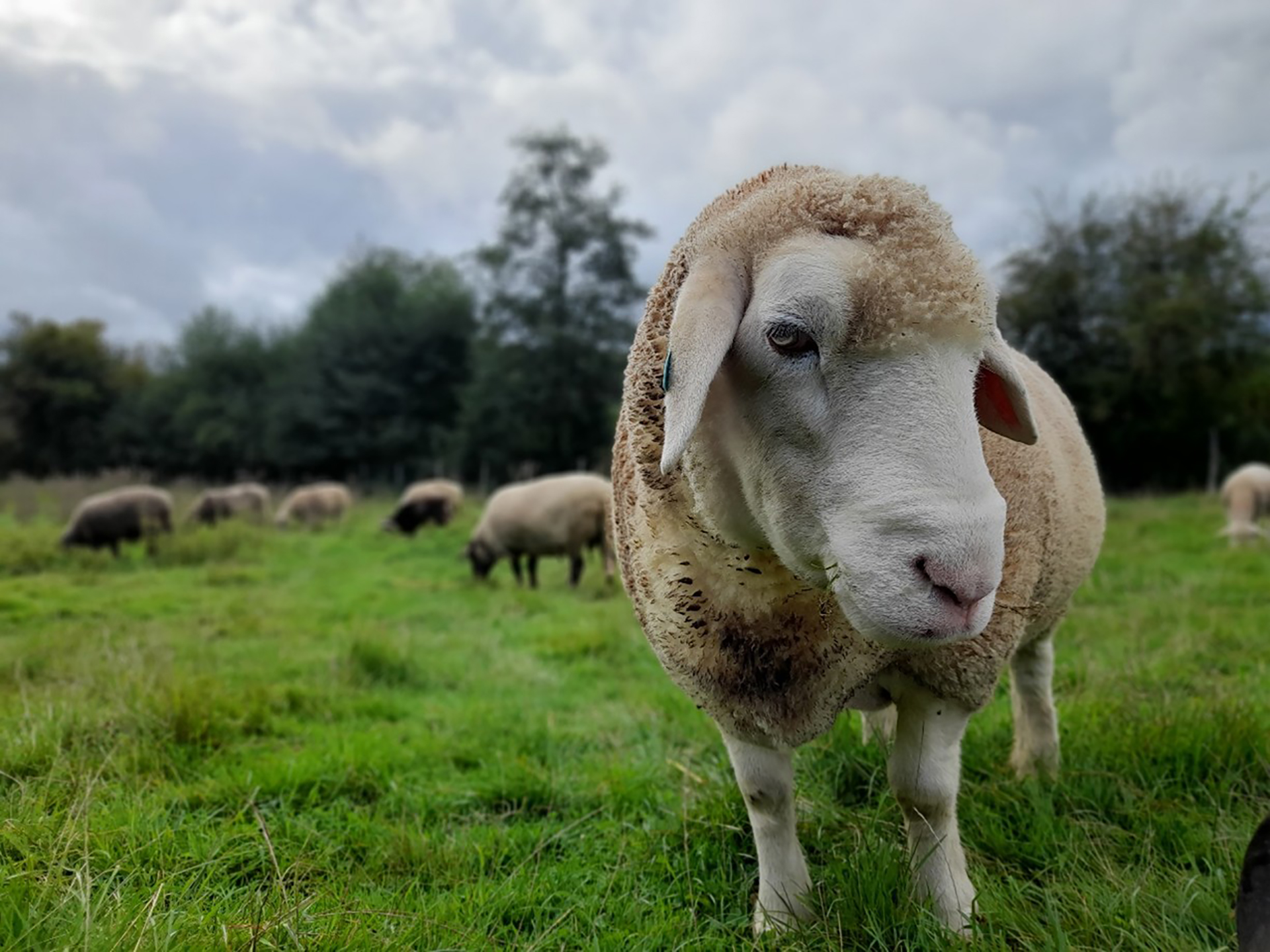 Brebis à La Hardonnerie
