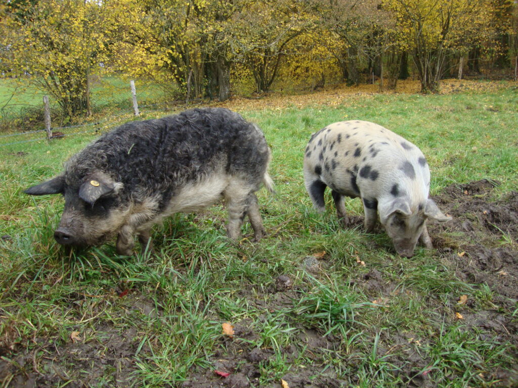 Oscar et Rosette peu après leur sauvetage en 2011.