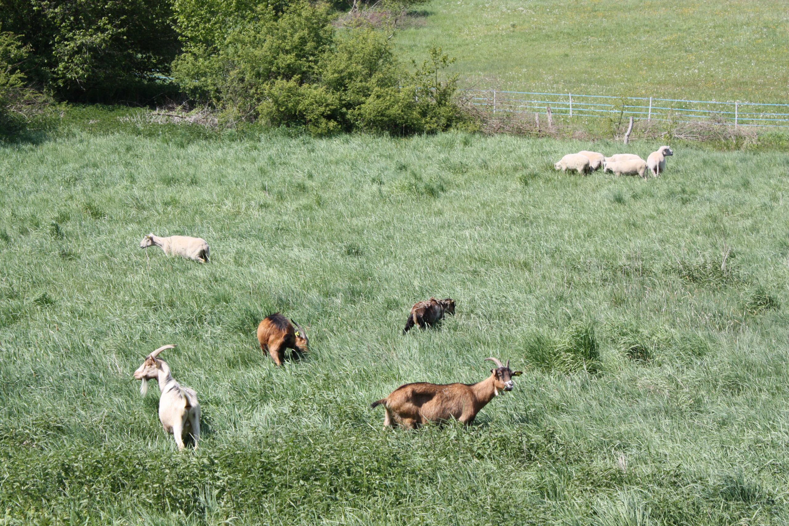 Chèvres et moutons lors du premier sauvetage de La Hardonnerie en 2011.