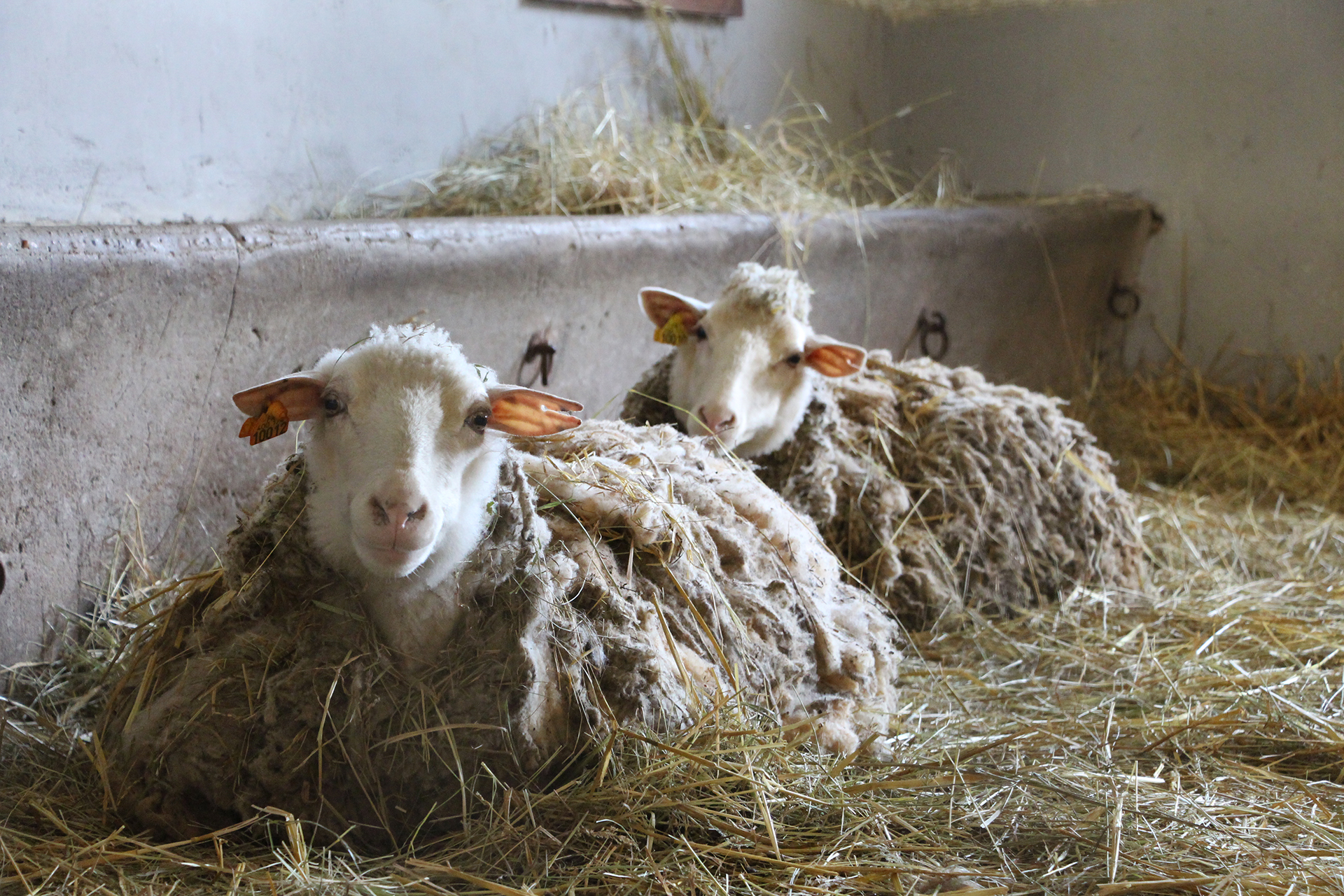 Brebis dans une bergerie