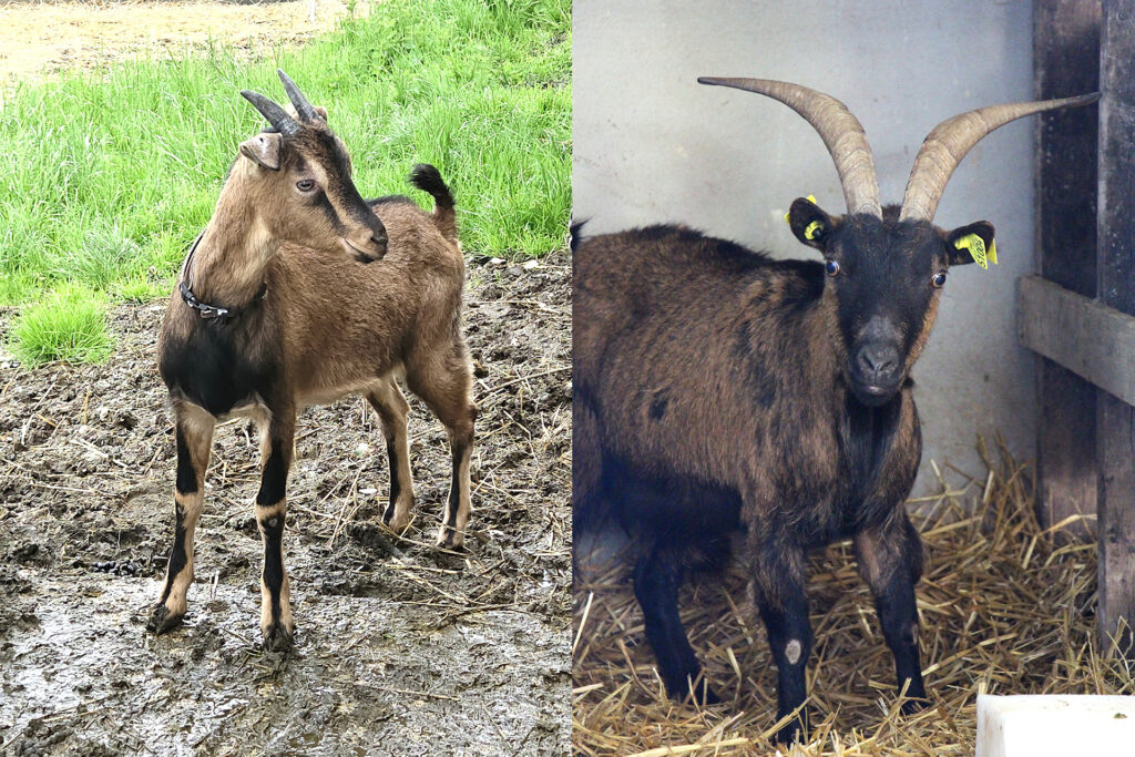 Chèvres à La Hardonnerie