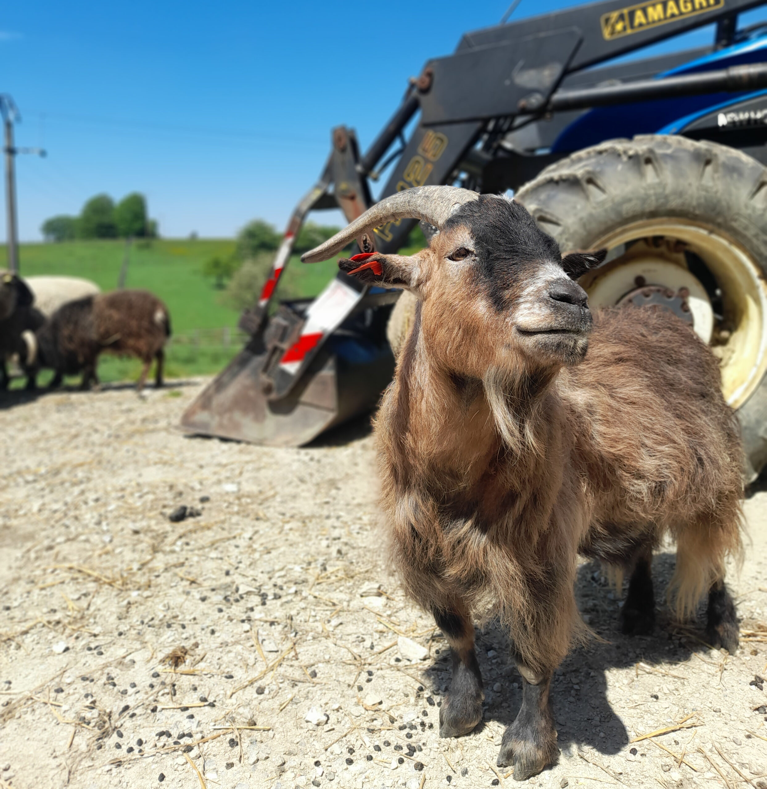 Bouc devant un tracteur